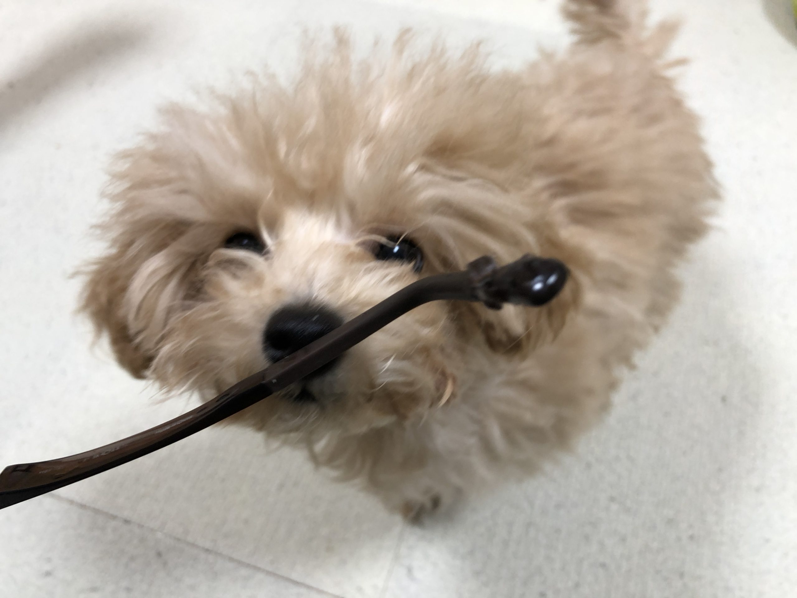 メガネを噛む子犬