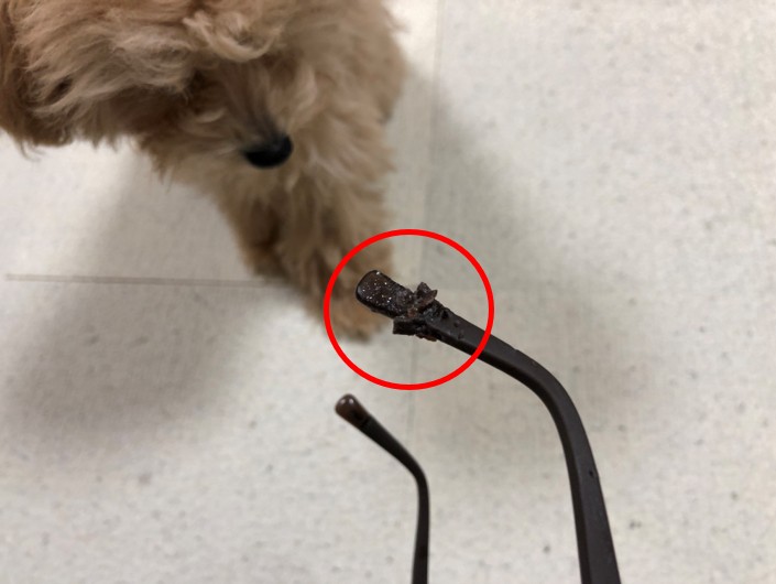 子犬に噛まれたメガネ