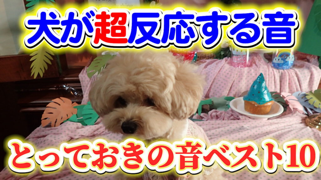 【犬が超反応する音】わんちゃんが超反応する音ベスト10！